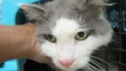 A white tabby/gray cat going outside from a cage