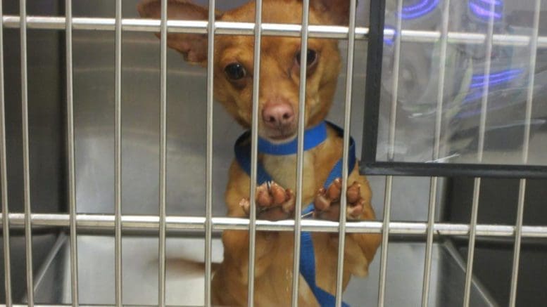 A tan/white chihuahua with a blue leash, inside a cage