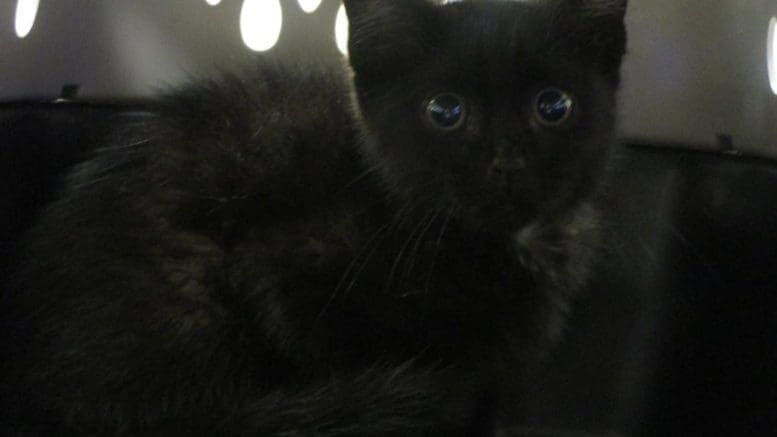 A black kitten inside a cage, looking at the camera