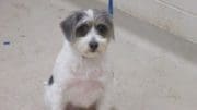 A gray/white terrier with a blue leash, looking at the camera