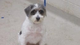 A gray/white terrier with a blue leash, looking at the camera