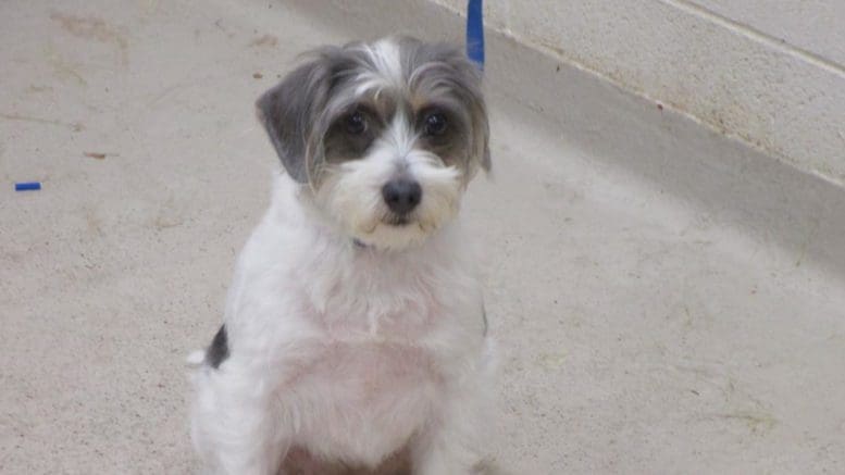 A gray/white terrier with a blue leash, looking at the camera