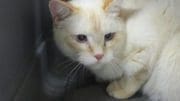 A flame point cat inside a cage, looking angry