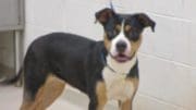 A red/brown dog with a blue leash, looking at the camera