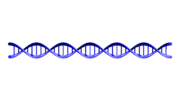A rendering of the DNA double helix