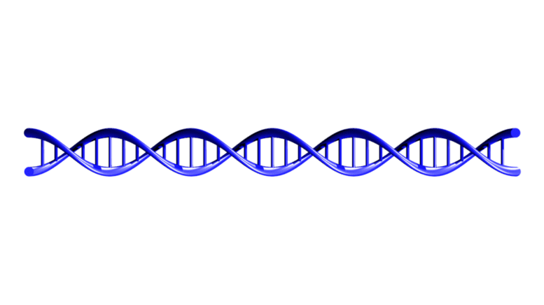 A rendering of the DNA double helix