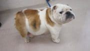 A white/tan English bulldog with a blue leash