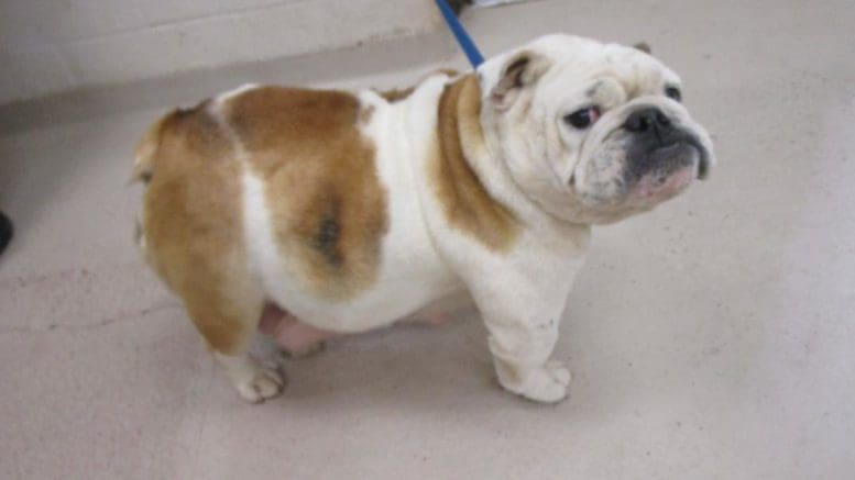 A white/tan English bulldog with a blue leash