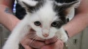 A white/black kitten held by someone behind