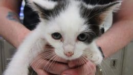 A white/black kitten held by someone behind