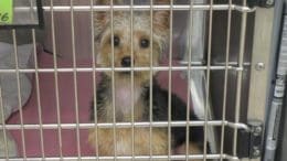 A tri-color dog inside a cage, looking at the camera