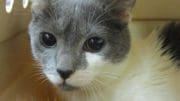 A gray/white cat inside a cage