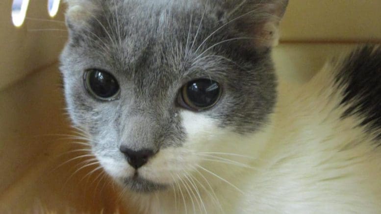 A gray/white cat inside a cage