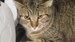 A tabby cat inside a cage, looking sad