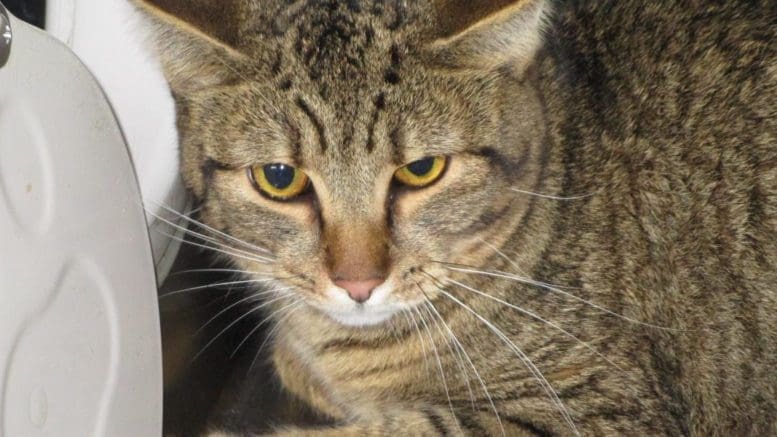 A tabby cat inside a cage, looking sad