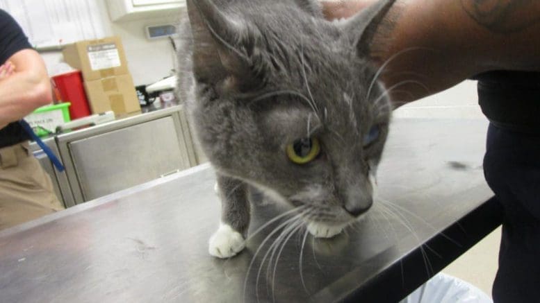 A gray/white cat held by someone behind