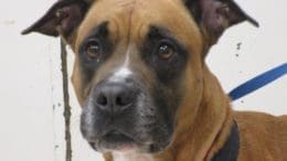 A tri-color boxer with a blue leash, looking sad