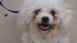 A white poodle with a blue leash, looking happy