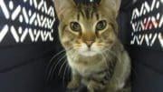 A brown tabby cat inside a cage, looking at the camera