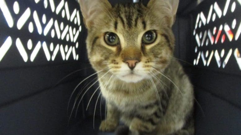 A brown tabby cat inside a cage, looking at the camera