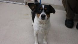 A tri-color terrier with a blue leash, looking at the camera
