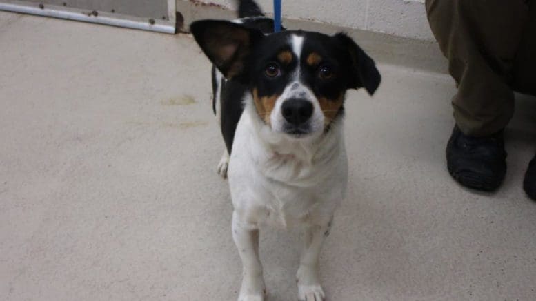 A tri-color terrier with a blue leash, looking at the camera