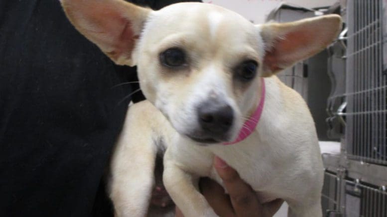 A white tan chihuahua with a pink leash, held by someone behind
