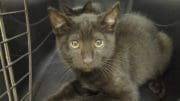 A black cat inside a cage, looking at the camera