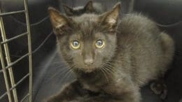 A black cat inside a cage, looking at the camera