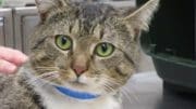 A tabby cat with a blue leash, looking at the camera