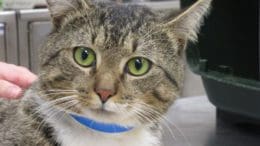 A tabby cat with a blue leash, looking at the camera