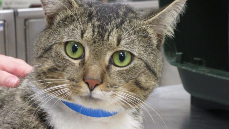 A tabby cat with a blue leash, looking at the camera