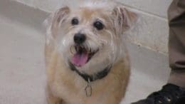 A tan/white terrier with a leash, looking happy