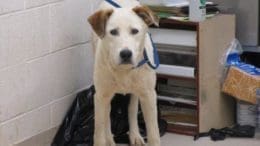 A white/tan saint bernard with a blue leash, looking at the camera