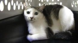 A black/white cat inside a cage, looking at the camera