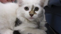 A white/tabby cat inside a cage, looking at the camera