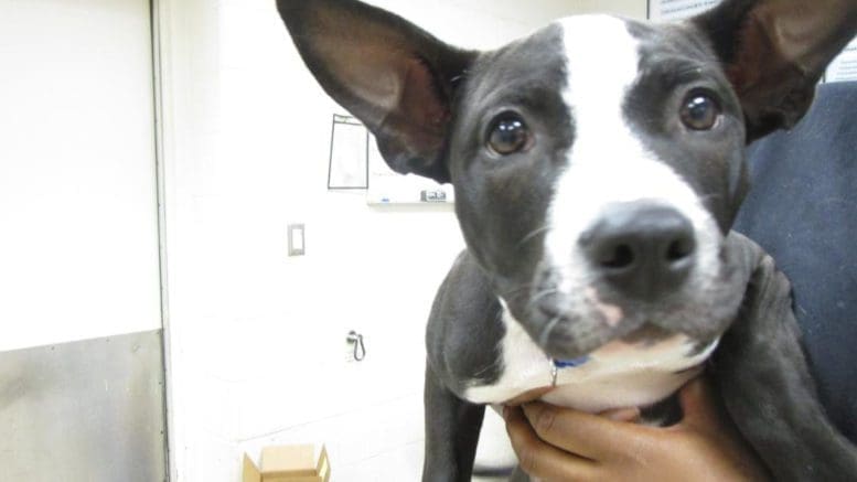 A black/white puppy held by someone, looking sad