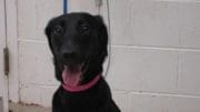 A black/white labrador retriever with a blue leash and tongue's out