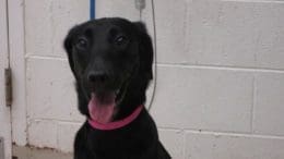 A black/white labrador retriever with a blue leash and tongue's out