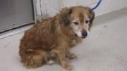 A tan/white terrier with a blue leash, looking sad