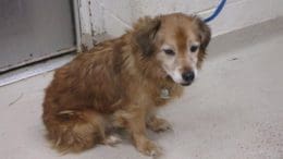 A tan/white terrier with a blue leash, looking sad