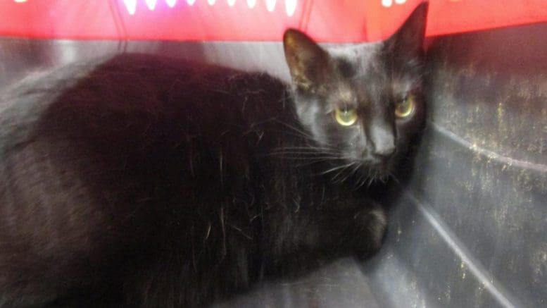 A black/white cat inside a cage