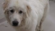 A white dog looking sad