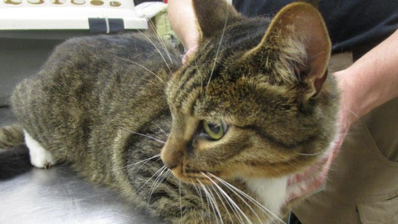 A tabby/white cat held by someone behind