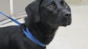 A black/white dog with a blue leash, looking angry