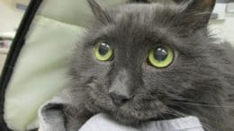 A gray cat looking sad