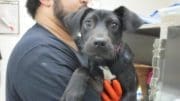 A black/white puppy held by someone