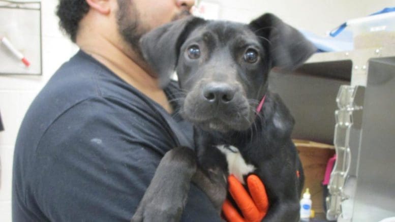 A black/white puppy held by someone