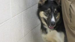 A tri-color husky hiding
