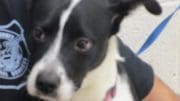 A black/white dog with a blue leash, looking sad